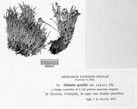 Cladonia gracilis image